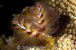 Christmas Tree Worm - Looks like it's lights are on! Niko... by John Snyder 